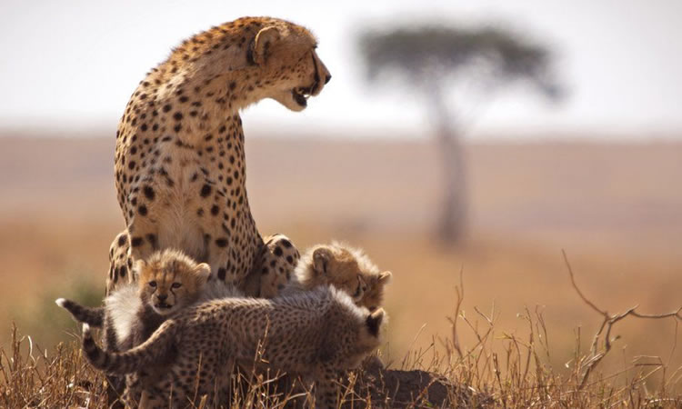 masai-mara-national-reserve