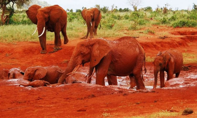 tsavo-west-and-tsavo-east-national-park