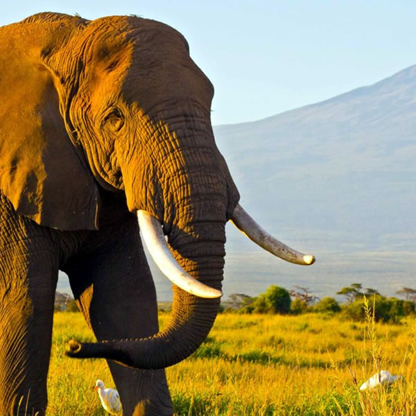 6-days-amboseli-masai-mara-safari