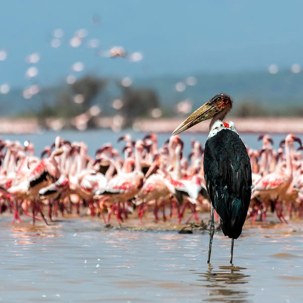 4-days-masai-mara-lake-nakuru-safari