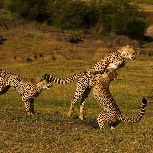 3-days-masai-mara-safari