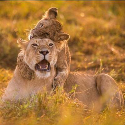 Tn Hd Wallpaper Small Lion Cub Plays With Lioness
