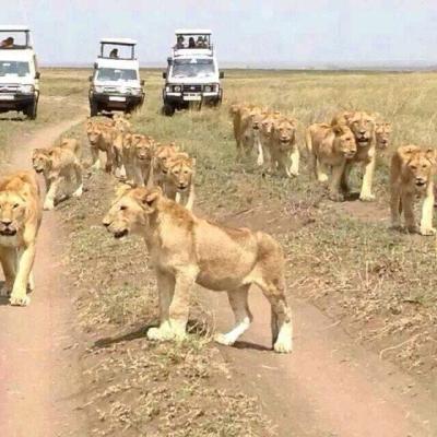 Tn Only In Masai Mara