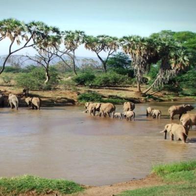 Tn Samburu Elephants 1