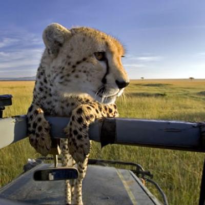 Safari Tours